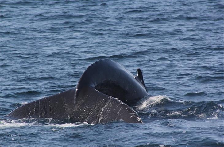 fluke 451