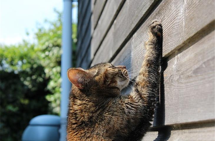 scratch resistance