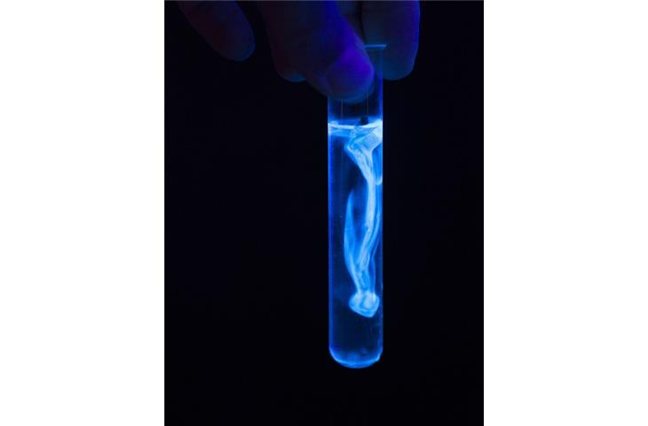 Biocompatibility test solutions