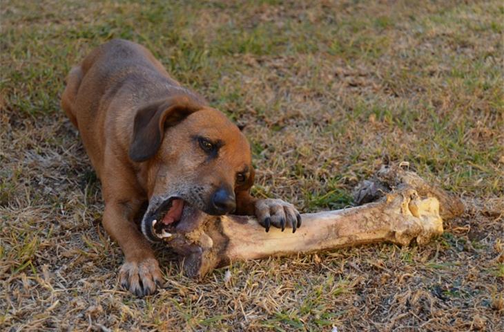 bone instruments and their uses