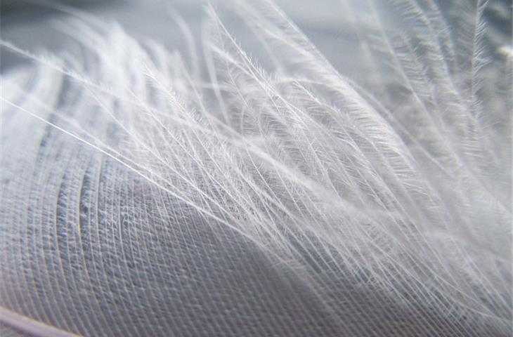 softness tester supplier